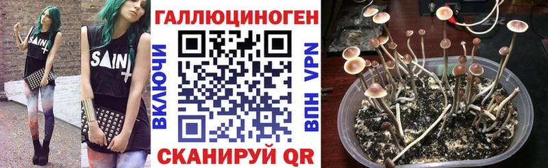 Галлюциногенные грибы Psilocybine cubensis  Раменское 